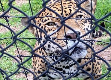Jaguares rescatados de santuario y trasladados a Reino Animal, en Teotihuacán, presentan daño crónico en órganos