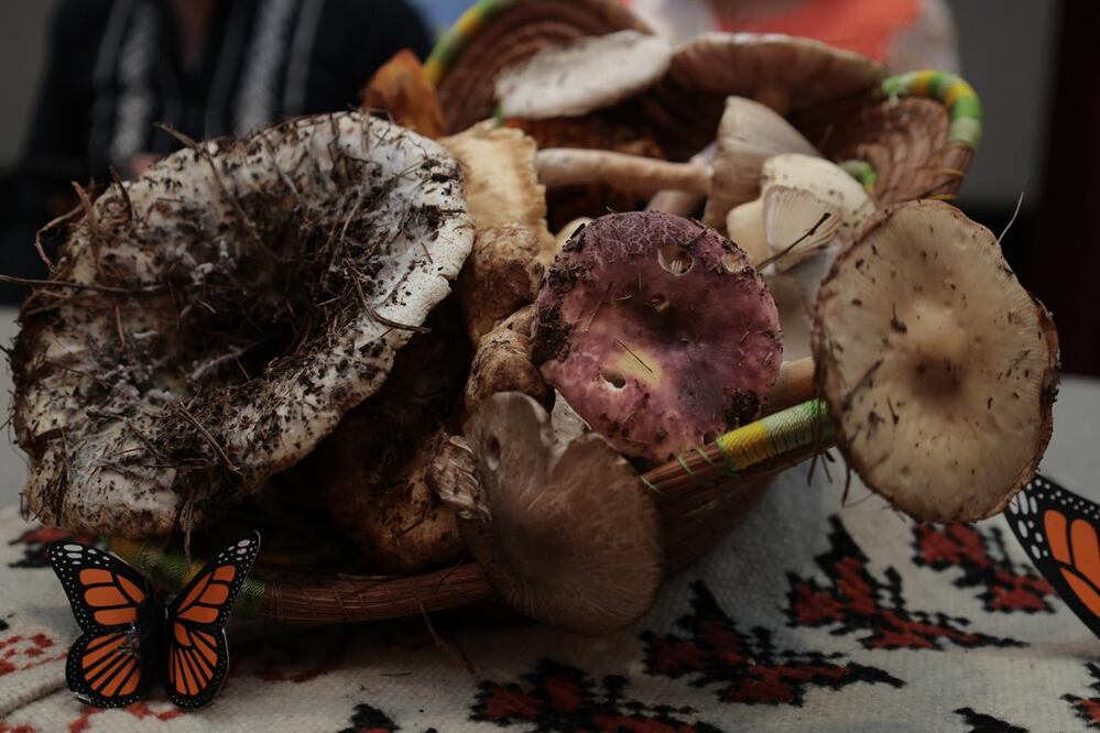 La Expo Feria del Hongo de Senguio celebra los hongos comestibles como un tesoro culinario y cultural de México. Foto: Secretaría de Turismo de Michoacán