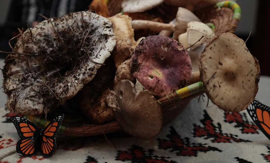 La Expo Feria del Hongo de Senguio celebra los hongos comestibles como un tesoro culinario y cultural de México. Foto: Secretaría de Turismo de Michoacán