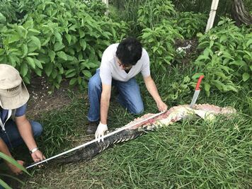 Detienen a 3 que destazaban a cocodrilo en Cancún