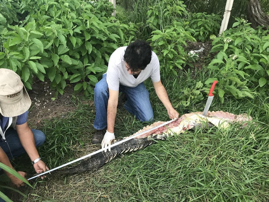 Detienen a 3 que destazaban a cocodrilo en Cancún