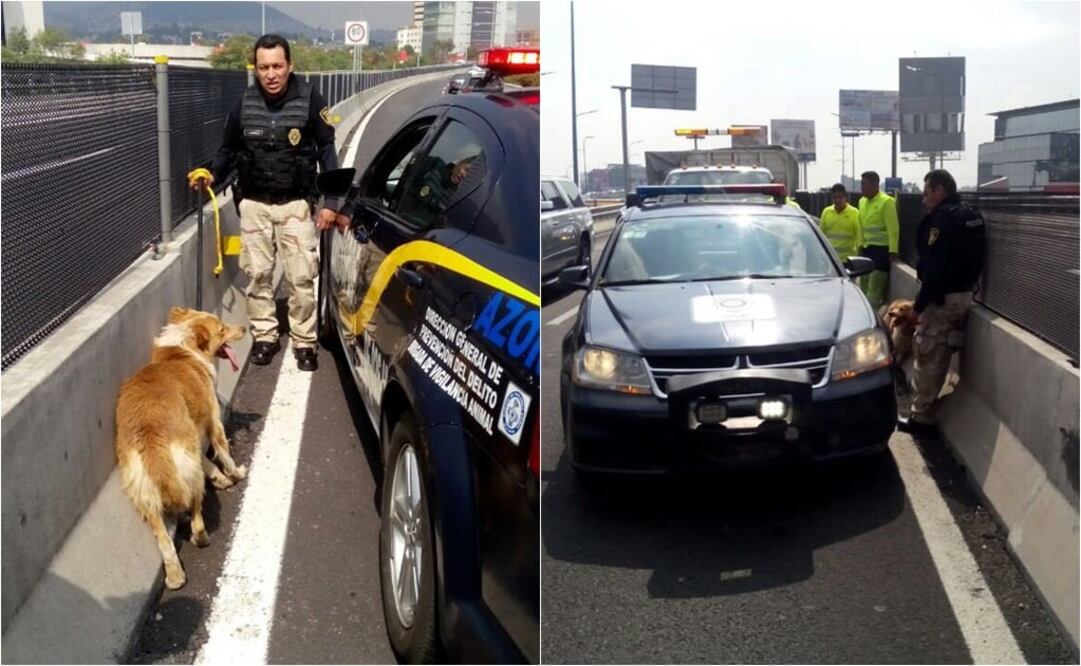 Rescatan a perro en segundo piso del Periférico