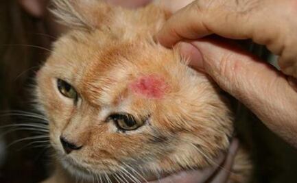 ¿Qué hacer si mi gato tiene costras en la piel, según veterinaria?