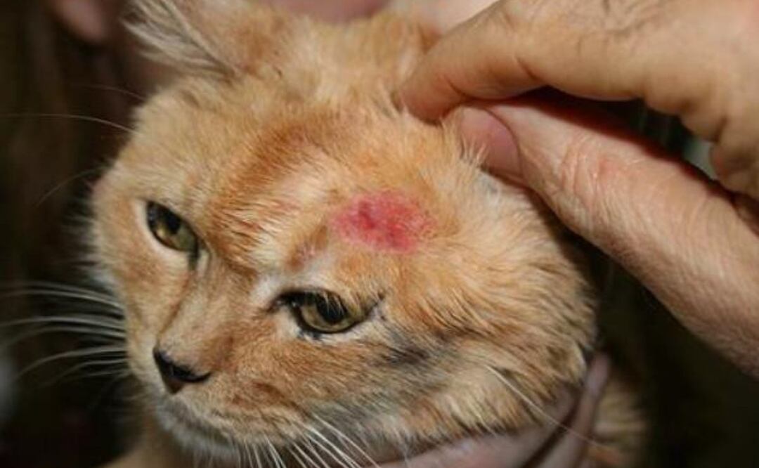 Las costras de los gatos pueden aparecer por diversas razones. Fuente: Freepik.