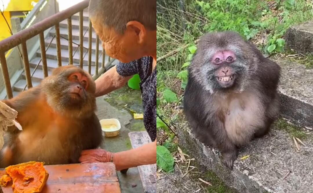 Xing Xing intercambia sonrisas por comida en un templo budista en China. Foto: Redes Sociales