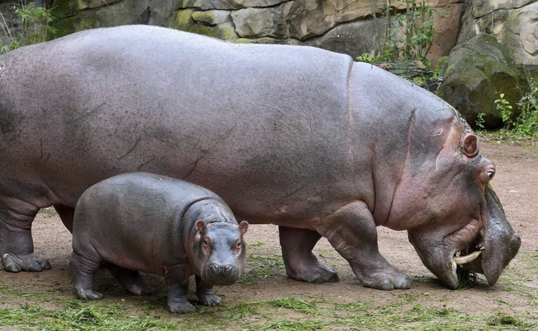 Ente trabajo aborda la evolución de los hipopótamos. (FOTO: Archivo/EL UNIVERSAL)