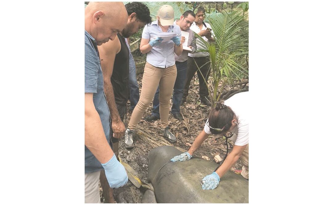 Mortandad. En los caudales que atraviesnan Macuspana, Jonuta y Centla se ha registrado la muerte de fauna acuática. Foto: ARCHIVO EL UNIVERSAL