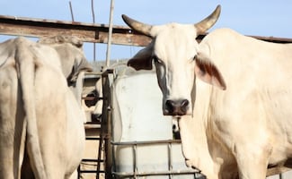 Gusano barrenador se extiende por 93 municipios de Yucatán; hay 38 casos nuevos esta semana