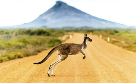 5 animales que podrían ayudarnos a vencer enfermedades humanas