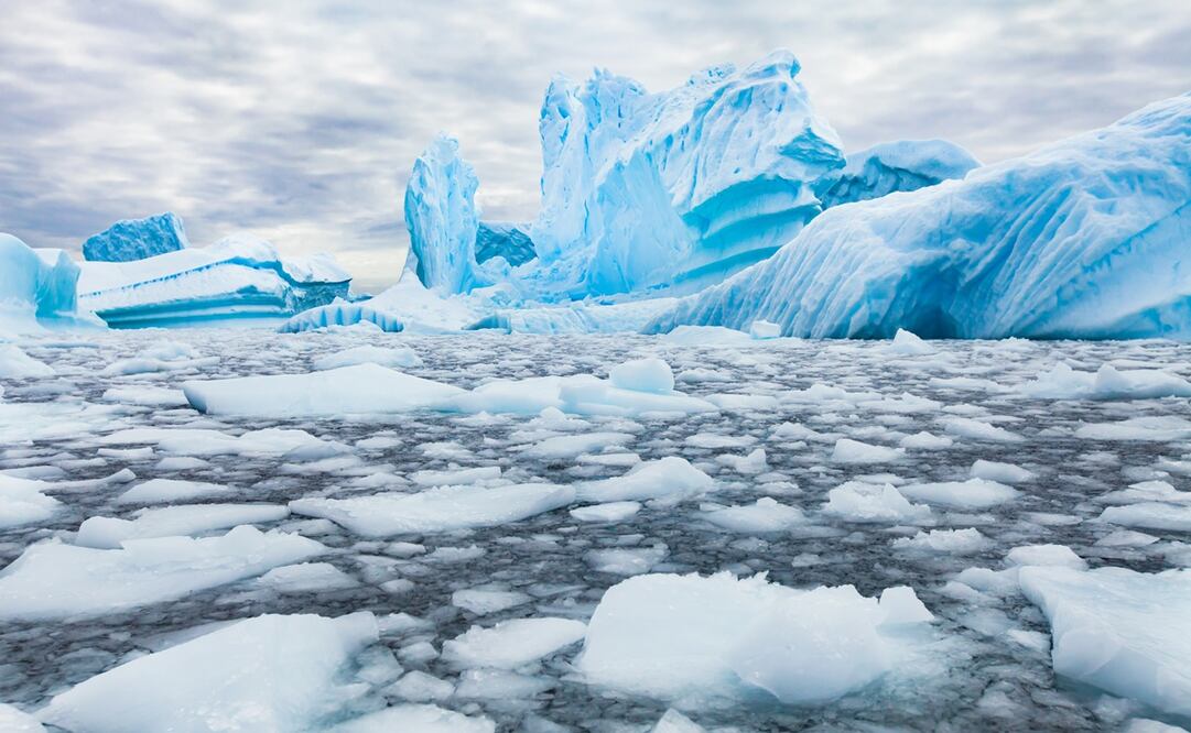 Los efectos de ingerir microplástico entre los animales ya sean marinos o terrestres son objeto de varios estudios en el mundo (Foto: Archivo / EL UNIVERSAL)