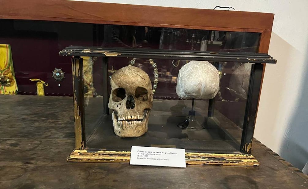 Fotografía del cráneo del Tigre de Santa Julia en el Museo Casa del Risco, en la antigua casa de Isidro Fabela en San Ángel. Cortesía Mónica Macías.