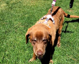 Perra regresa a casa tras pasar nueve meses perdida en el bosque