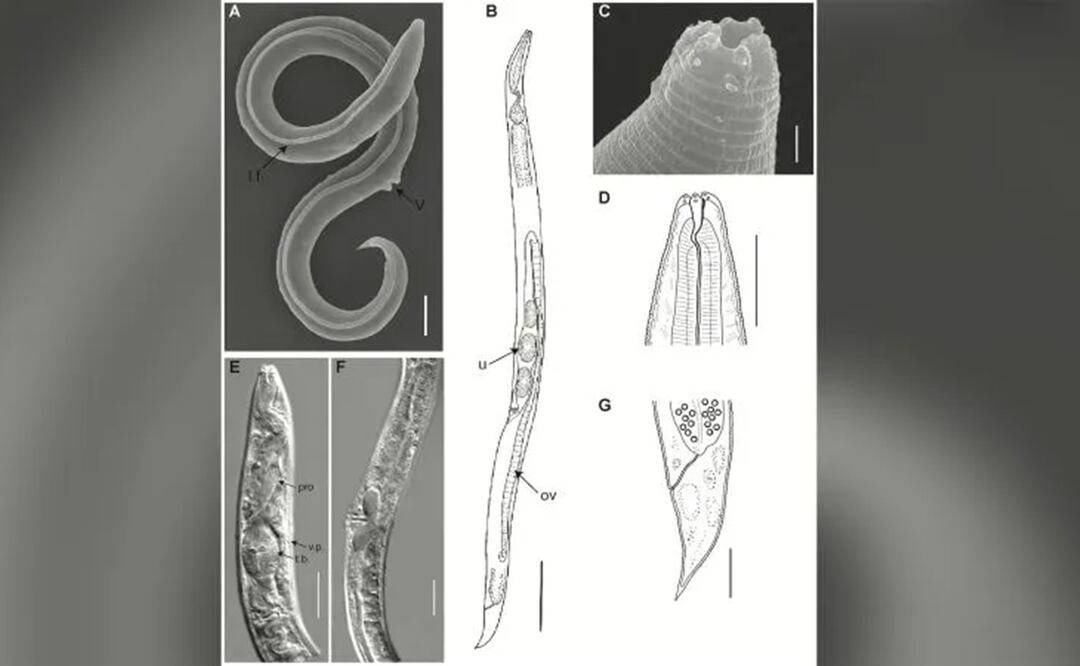 El gusano fue encontrado en el permafrost siberiano. Foto: PLOS Genetics, CC-BY 4.0