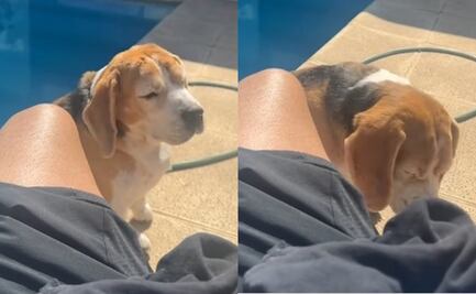 Al ritmo de "Baile inolvidable" de Bad Bunny, perrito saca sus mejore pasos; causa furor en TikTok