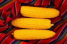 ¿Cómo ablandar los elotes duros?