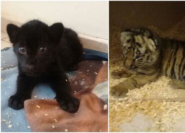 Profepa asegura dos crías de tigre y jaguar en el aeropuerto de Tijuana