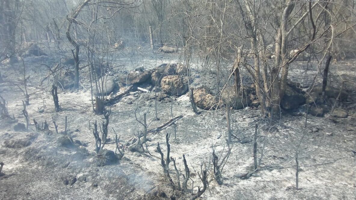 Hasta el momento se han suscitado cuatro incendios y 196 conatos de siniestros (YAZMÍN RODRÍGUEZ. EL UNIVERSAL)