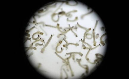 Hallan virus de Zika en glándulas salivales de mosquito común