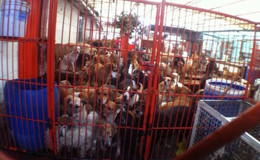 Foto: Especial/El Universal