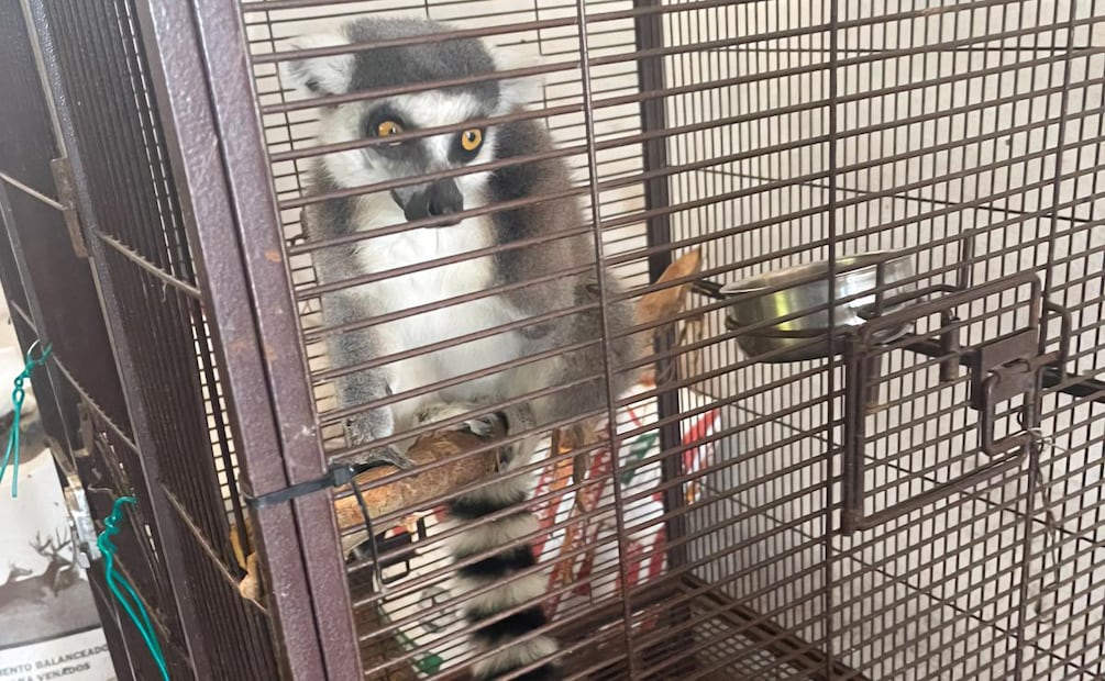 Profepa emite dictamen sobre 135 animales rescatados en Tamaulipas (28/08/2026). Foto: Especial