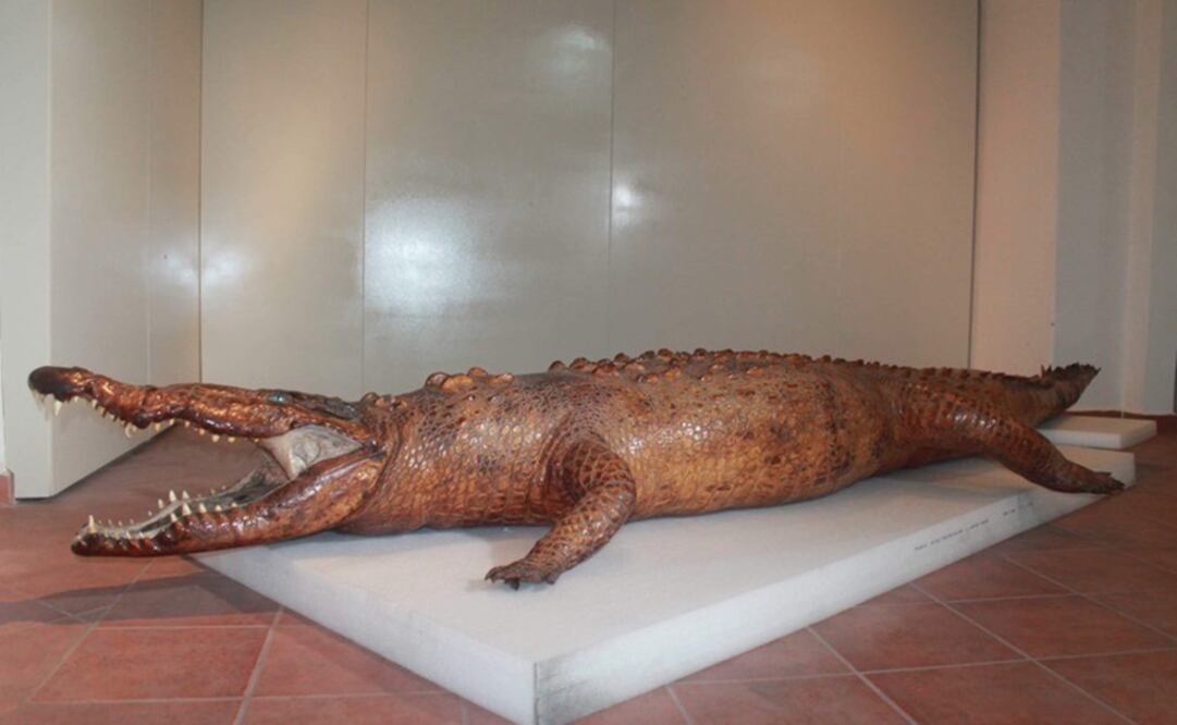 El cocodrilo fue disecado aparentemente con el método de tanino. Foto: Cortesía INAH