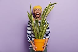 5 Plantas de interior perfectas para otoño; descubre los beneficios de tenerlas en casa