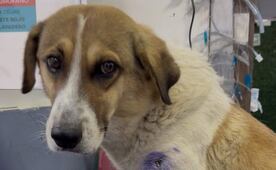 Tonalá abre investigación por presunto maltrato animal en Centro de Salud; Fiscalía de Jalisco podría intervenir