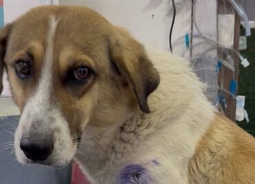 Activista denuncia que elemento de Guardia Nacional disparó contra perrito callejero en Hidalgo; presuntamente fue por "diversión"