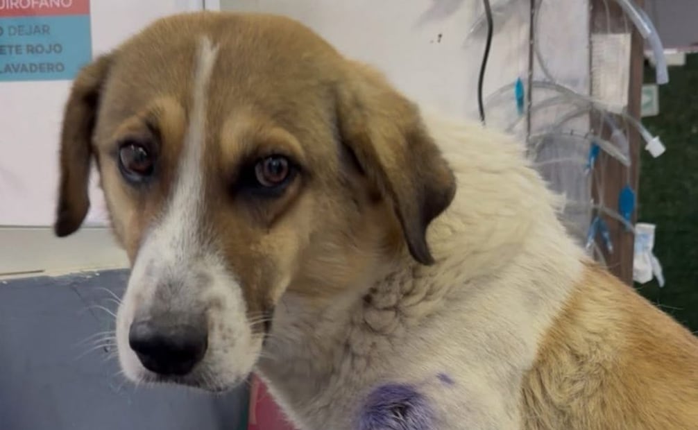 ¿Por qué se conmemora el Día Mundial del Perro Callejero cada 27 de julio? Foto: Especial