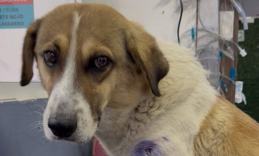 Activista denuncia que un elemento de la Guardia Nacional disparó contra perro callejero en Pachuca (17/07/2025). Foto: Especial