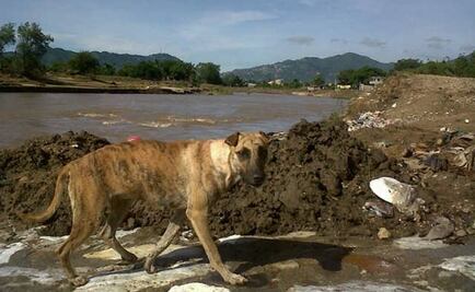 Promueven protección civil para mascotas en Acapulco