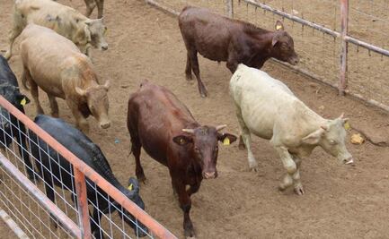 Reactivan exportación de ganado por el Puerto de San Gerónimo-Santa Teresa en Chihuahua; beneficia a ganaderos