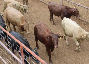 Reactivan exportación de ganado por el Puerto de San Gerónimo-Santa Teresa en Chihuahua; beneficia a ganaderos