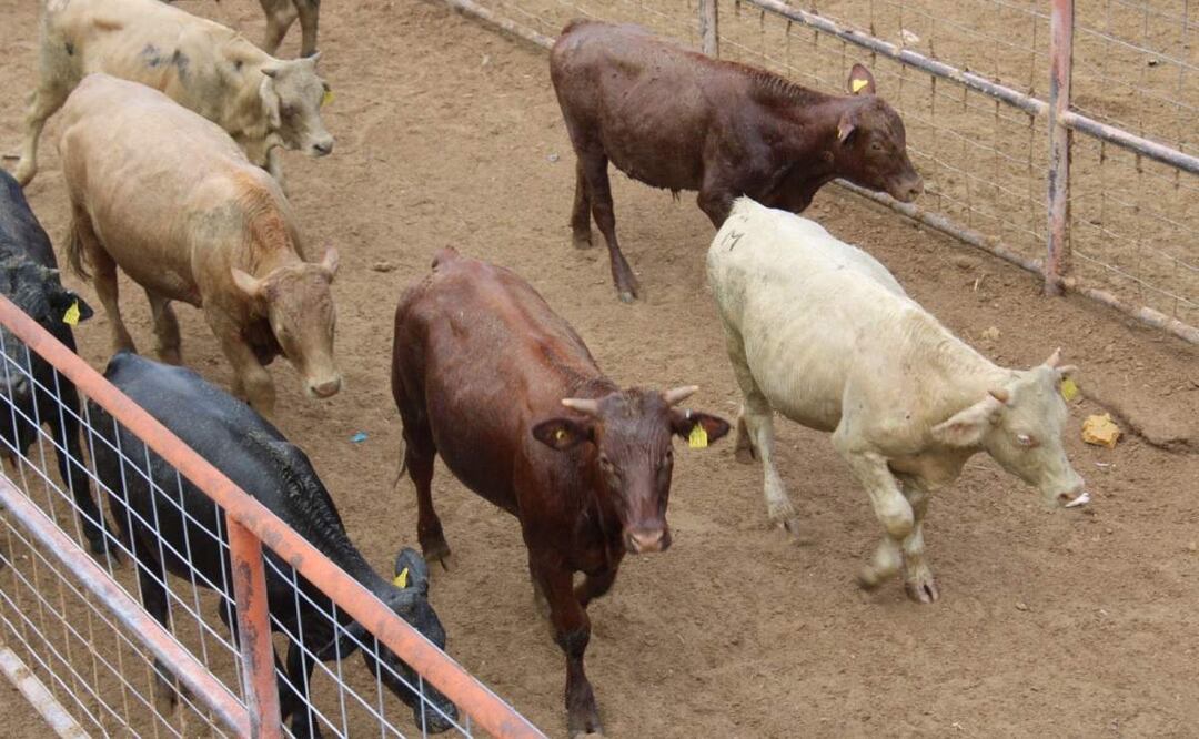 La reactivación de exportación de ganado por el Puerto de San Gerónimo-Santa Teresa en Chihuahua permitirá el reinicio del flujo de cerca de 200 mil cabezas de ganado (01/02/2025). Foto: Especial