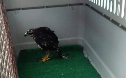 ​Libera Profepa aguililla caminera en reserva de Yucatán