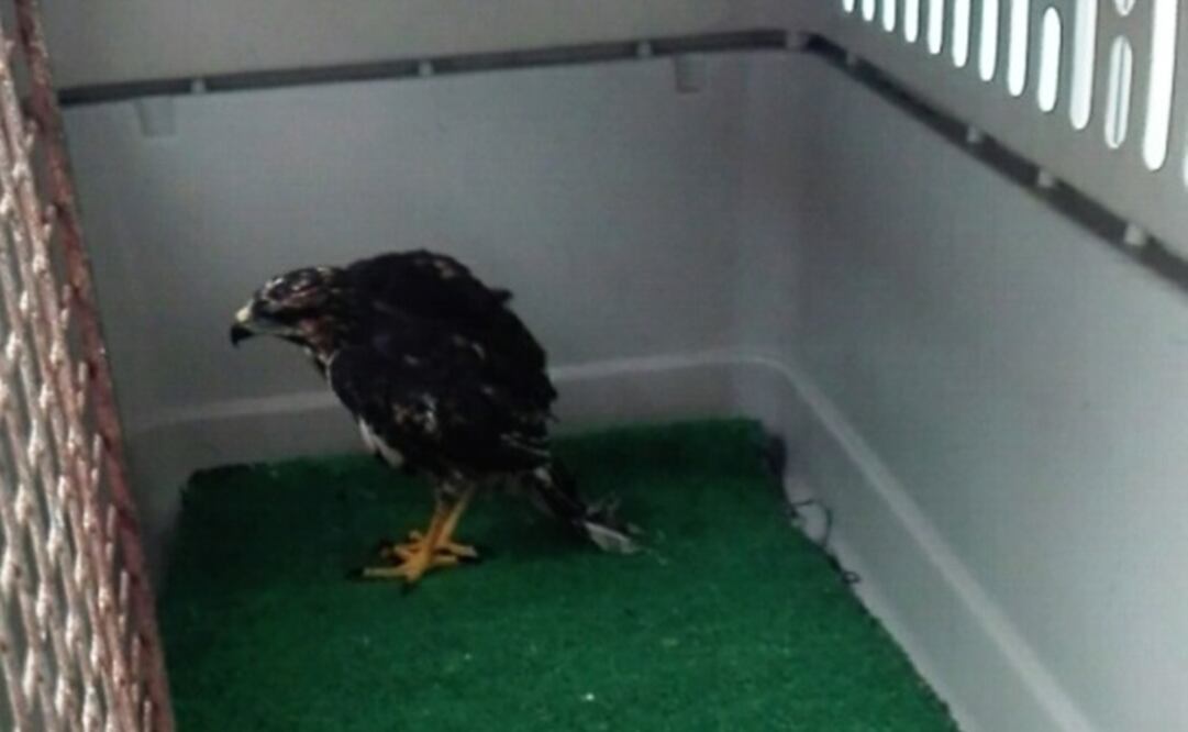 Foto: Cortesía Profepa