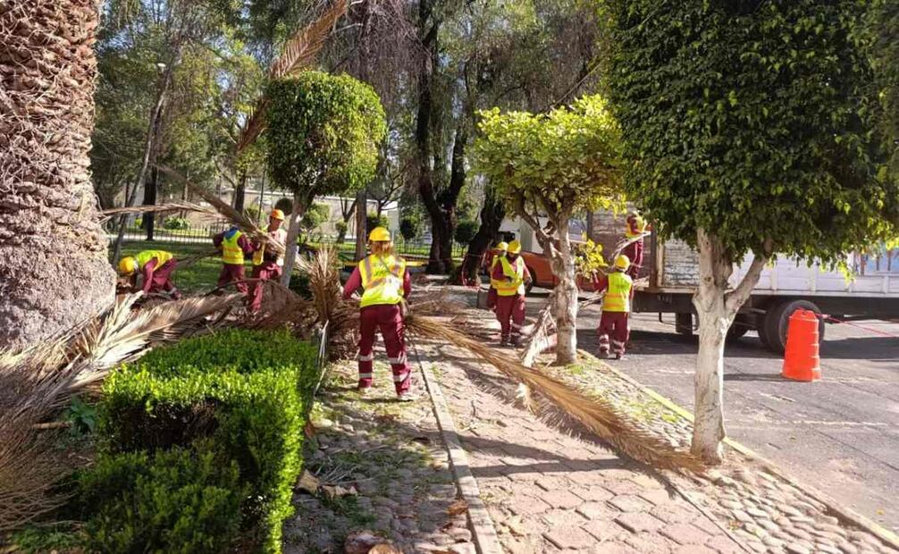 Estas especies fortalecerán la infraestructura verde del sitio al mitigar las islas de calor urbanas.
Foto: Especial.