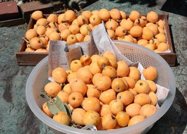 ¿Qué es y para qué sirve el níspero?