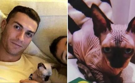 Atropellan a gato de Cristiano Ronaldo; paga jet privado para trasladarlo de Italia a España