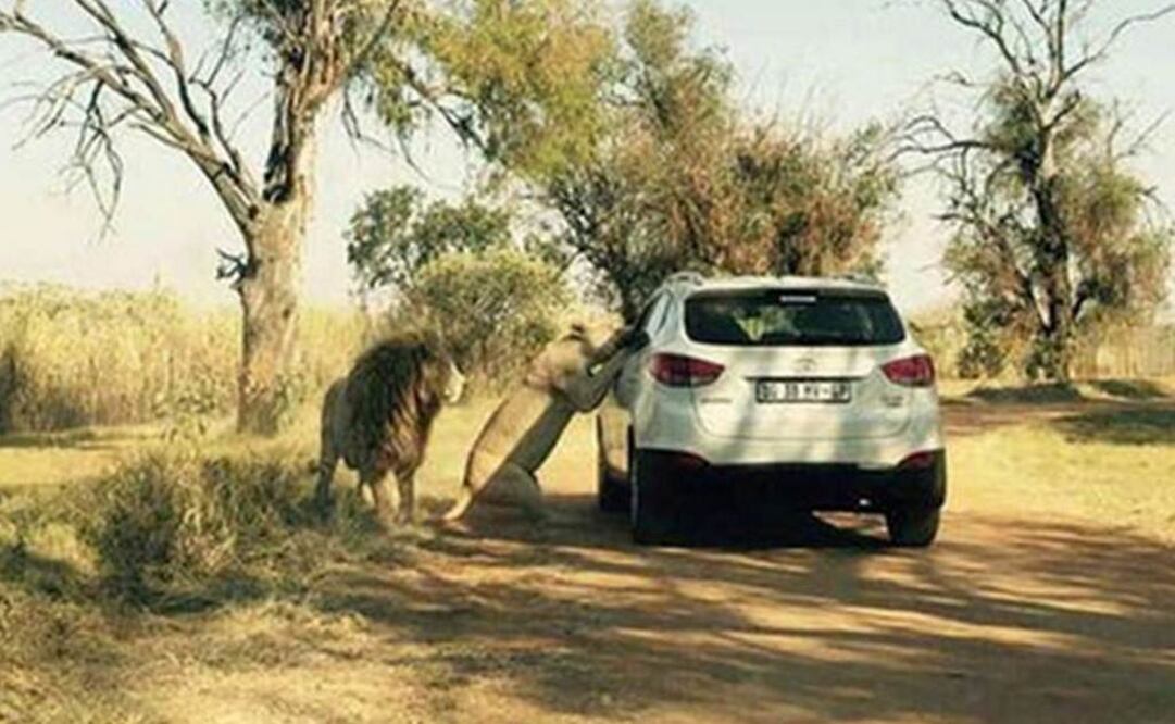 "El animal se acercó, puso sus patas a un lado del automóvil, la turista bajó la ventana y se asomó. Dentro de minutos, Katherine murió después de que la bestia le diera una estocada". FOTO:Daily Mirror