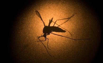 Científicos descubren que el Zika ayudaría contra el cáncer cerebral