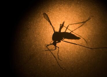 Científicos descubren que el Zika ayudaría contra el cáncer cerebral