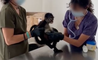 Autoridades federales aseguran 20 aves y tres monos araña en Veracruz; investigan tráfico ilegal