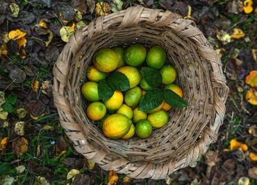 Así son los limones de Colima