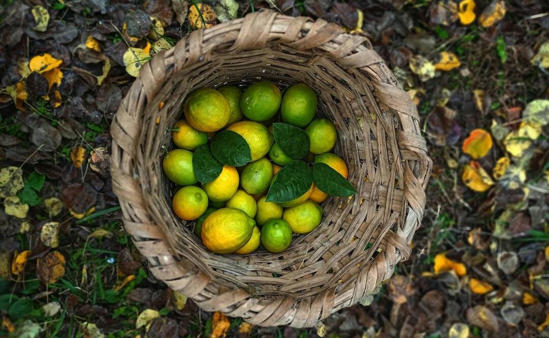 Limones. Foto: cortesía