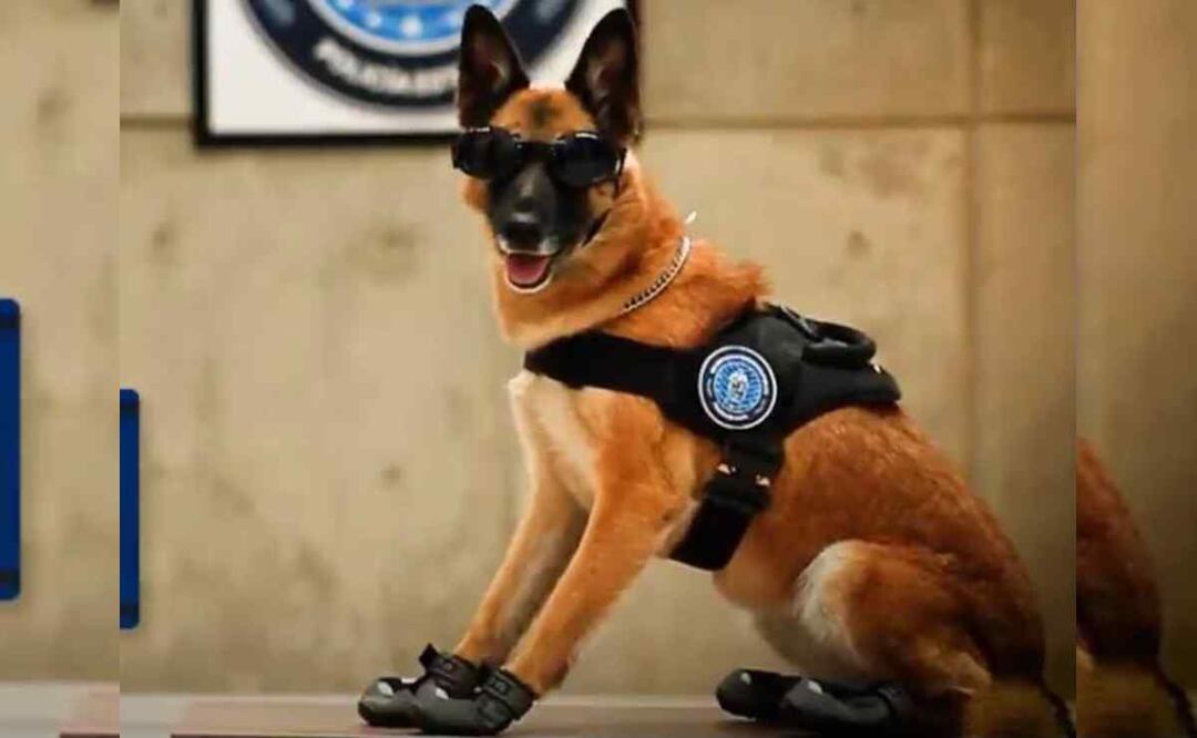 La perrita Nochebuena de la Secretaría de Seguridad Pública del Estado de Aguascalientes murió por insolación al permanecer por más de 6 horas dentro de un vehículo oficial. Foto: Especial