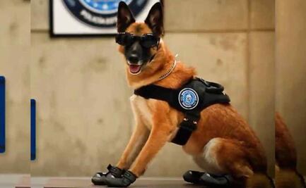 ¡Policía la olvidó en el auto! Muere por insolación agente canino "Nochebuena" en Aguascalientes