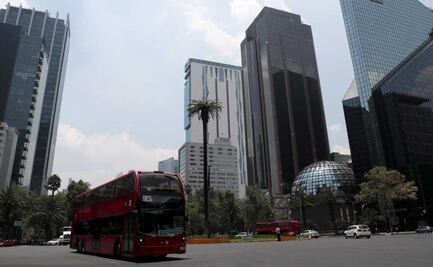 Retiran otra palmera muerta en Paseo de la Reforma; hongo y bacterias la mataron 