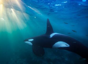 Científicos no se explican ataques de orcas a barcos en el Atlántico