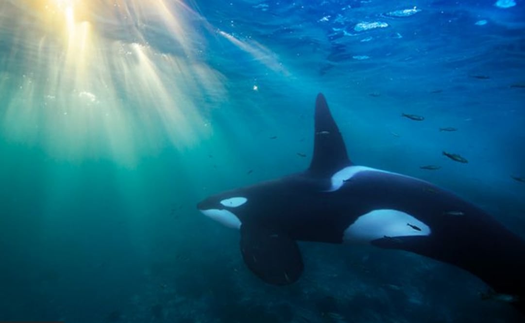 Algunas poblaciones de orcas están condenadas a desaparecer. Foto: Audun Rikardsen vía BBC